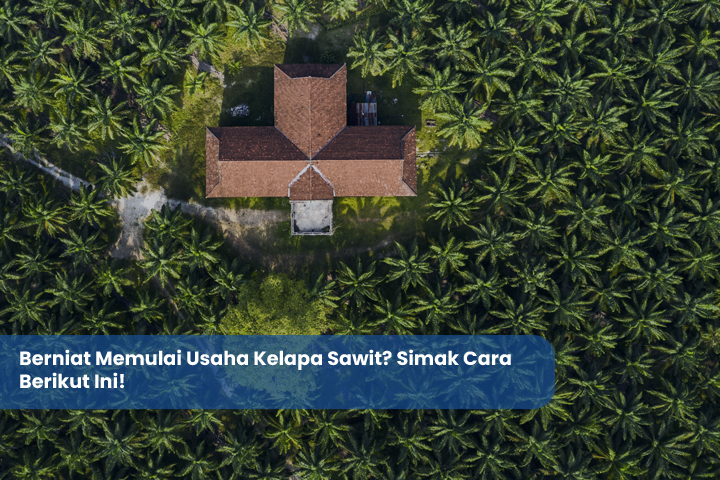 Berniat Memulai Usaha Kelapa Sawit Simak Cara Berikut Ini