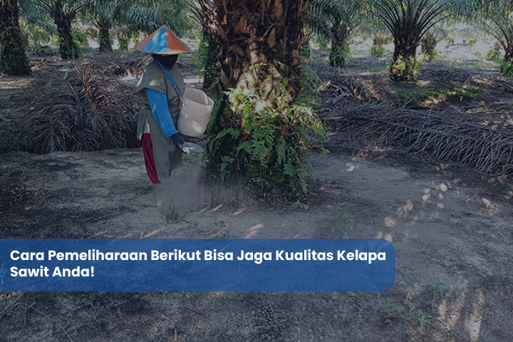 Cara Pemeliharaan Berikut Bisa Jaga Kualitas Kelapa Sawit Anda!