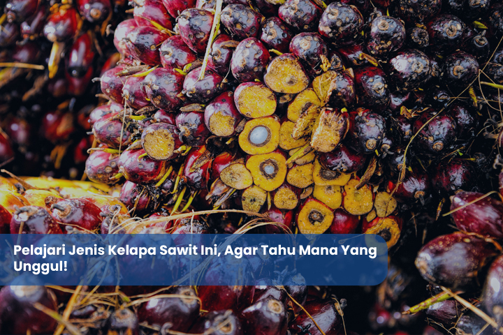 Pelajari Jenis Kelapa Sawit Ini, Agar Tahu Mana Yang Unggul!