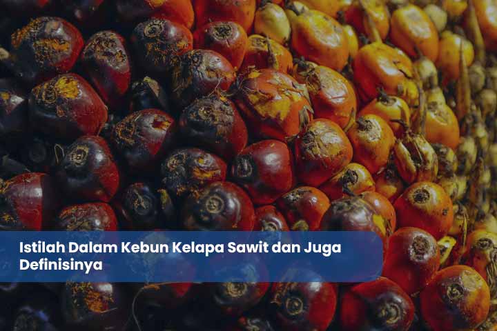 Istilah-Istilah Kebun Sawit