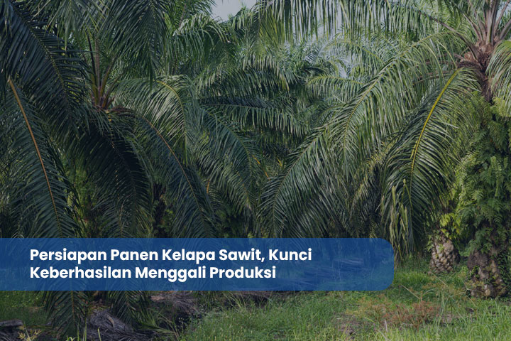 Persiapan Panen Kelapa Sawit, Kunci Keberhasilan Menggali Produksi