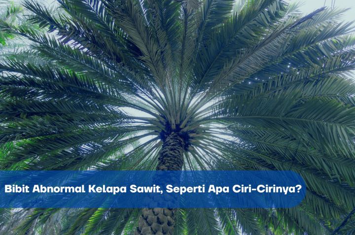 Bibit Abnormal Kelapa Sawit