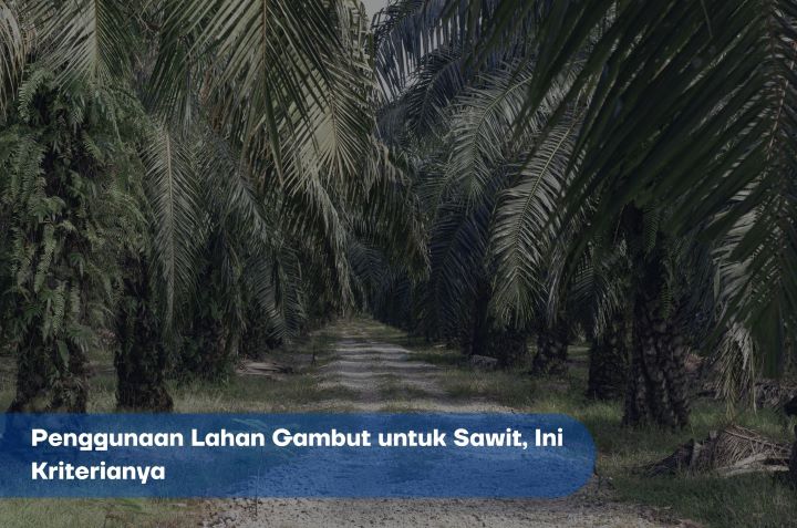 Lahan Gambut untuk Sawit