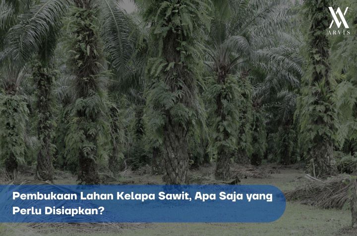 Persiapan Pembukaan Lahan Kelapa Sawit