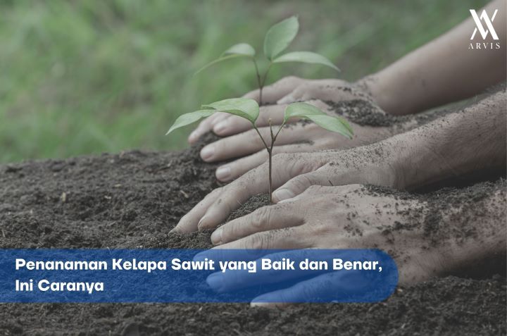 Penanaman Kelapa Sawit yang Baik dan Benar